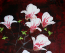 Magnolie_50x60cm_.jpg